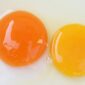 Yemas del huevo: ¿naranja o amarillo?