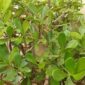 Clusia studartiana, planta brasileña
